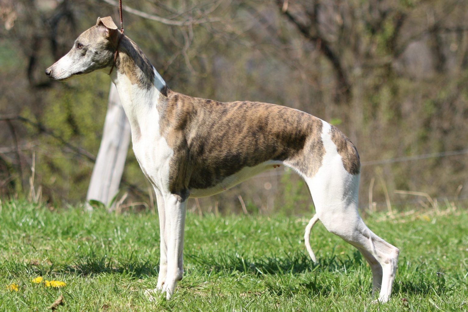Chiots whippets - Royal Fragrance