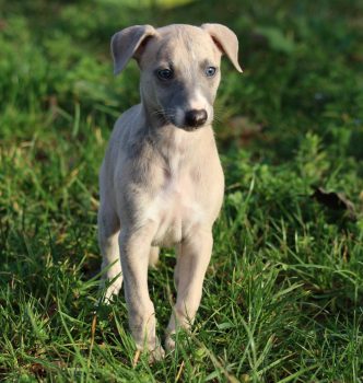 Les bébés de Jewel ont 6,5 sem !