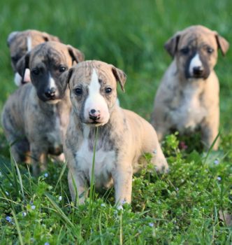 Les chiots de Jewel et Faya découvrent l’herbe !