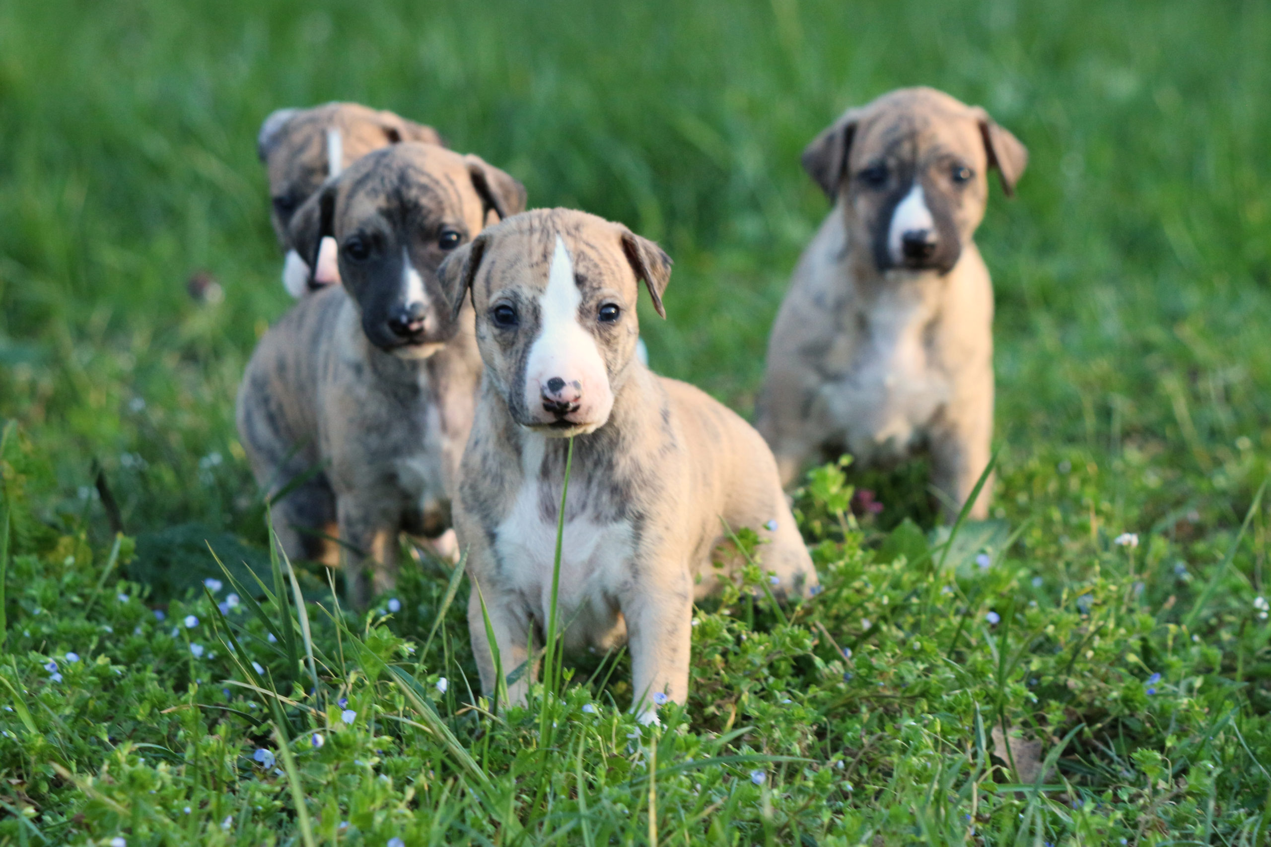 Les chiots de Jewel et Faya découvrent l’herbe !
