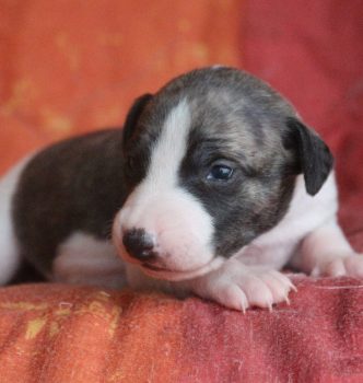 Les nouvelles photos des chiots !