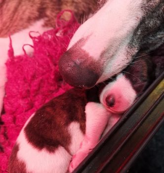 Invasion de bébés bientôt !