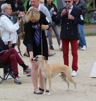 Exposition Spéciale de race de Pompadour