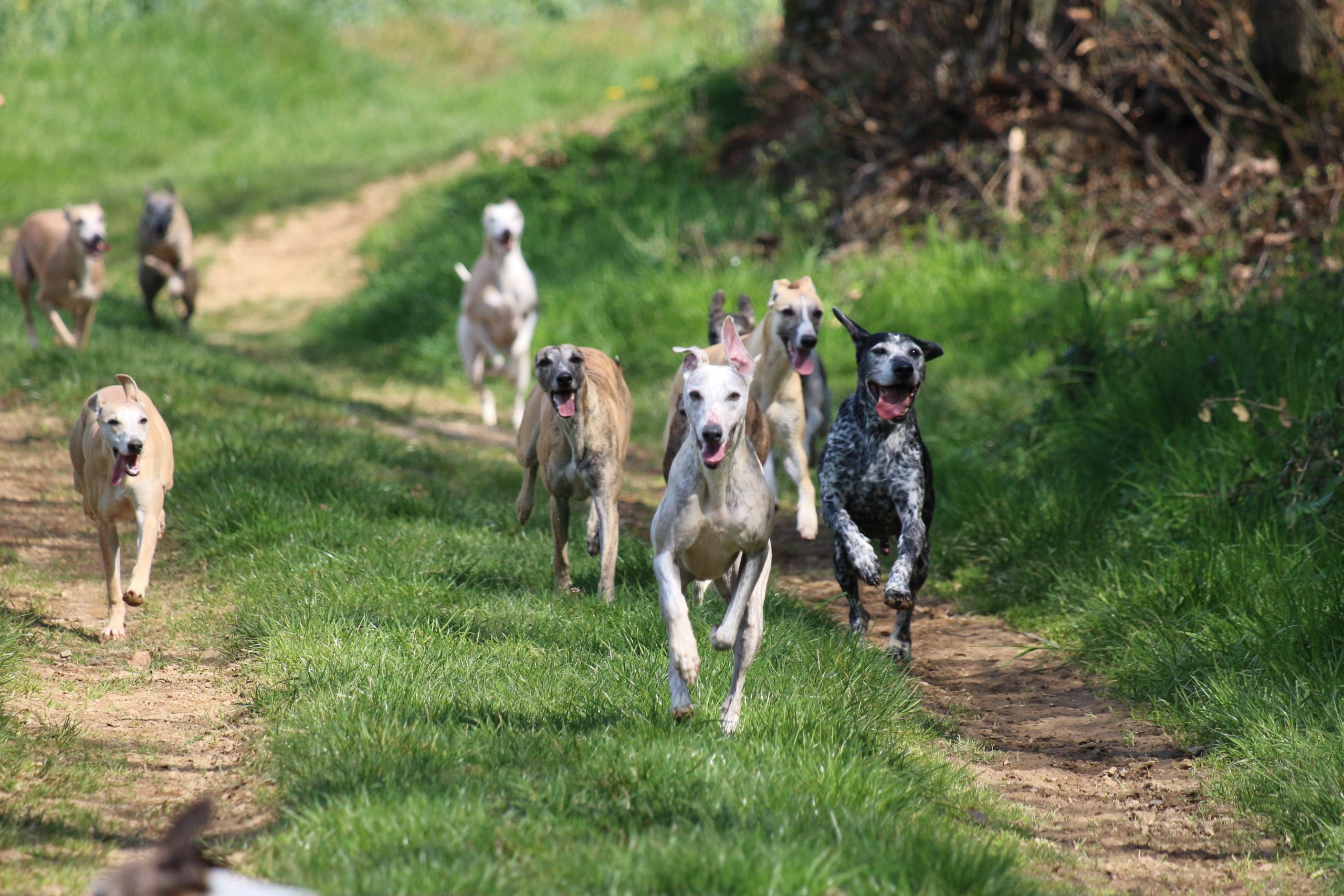 Nouvelles photos des chiots