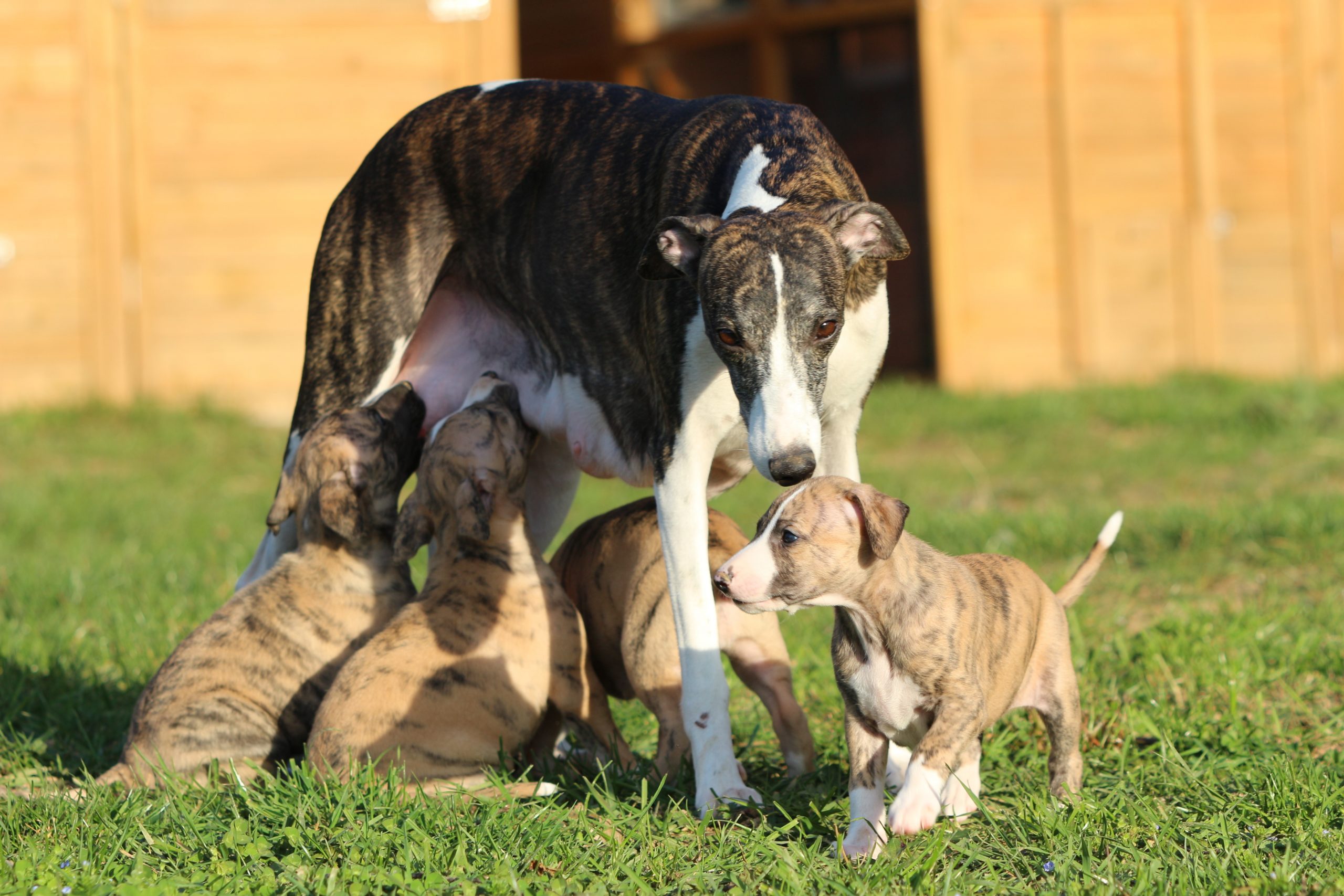 Départ des chiots de Queen et Faya
