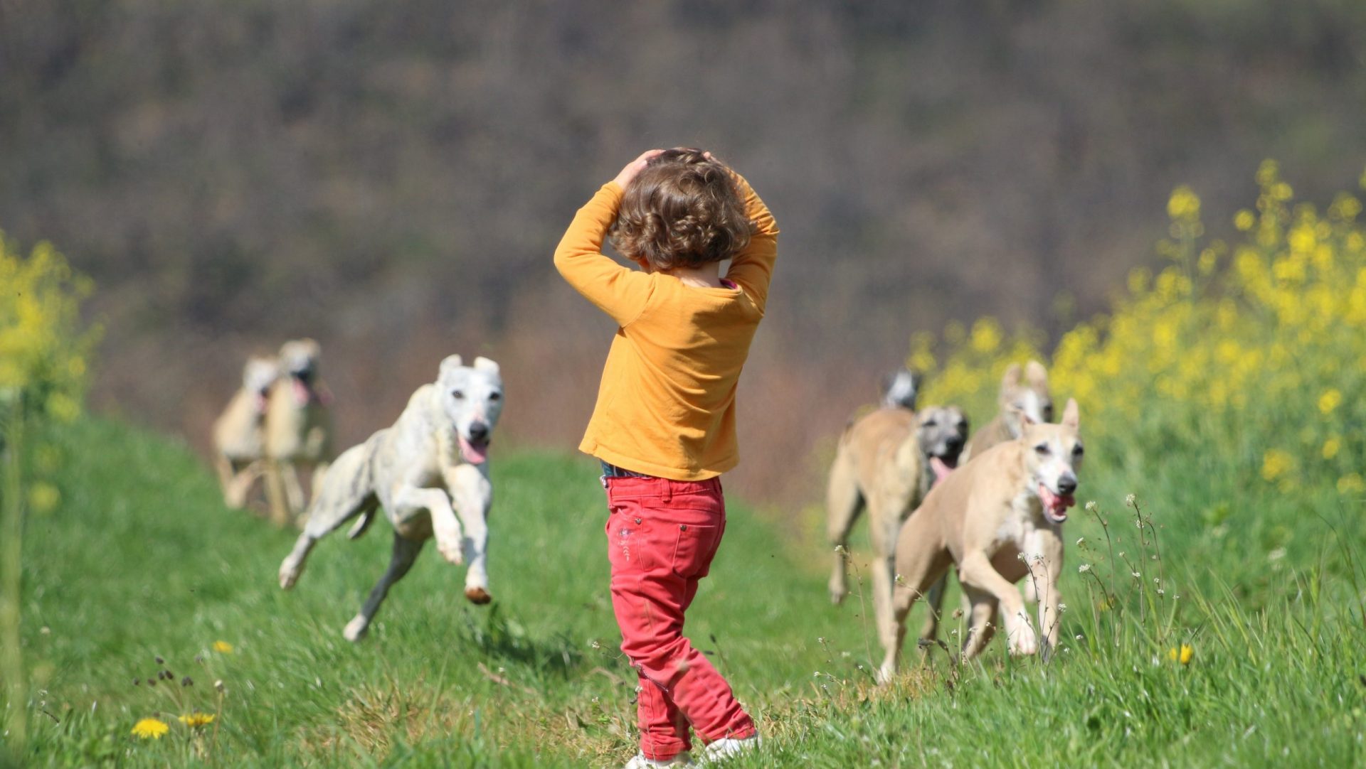 Journal Intime d’un Whippet