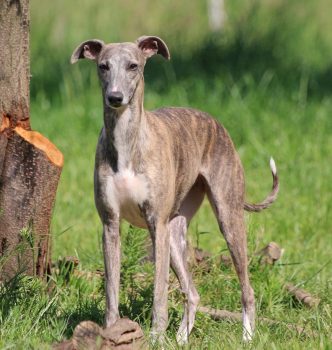 De nouvelles photos de Amour et Tippie