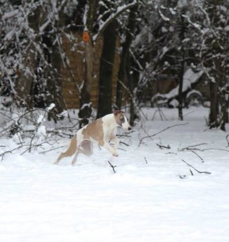 Le whippet et la Neige
