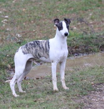 Arrivée de Run To Victory