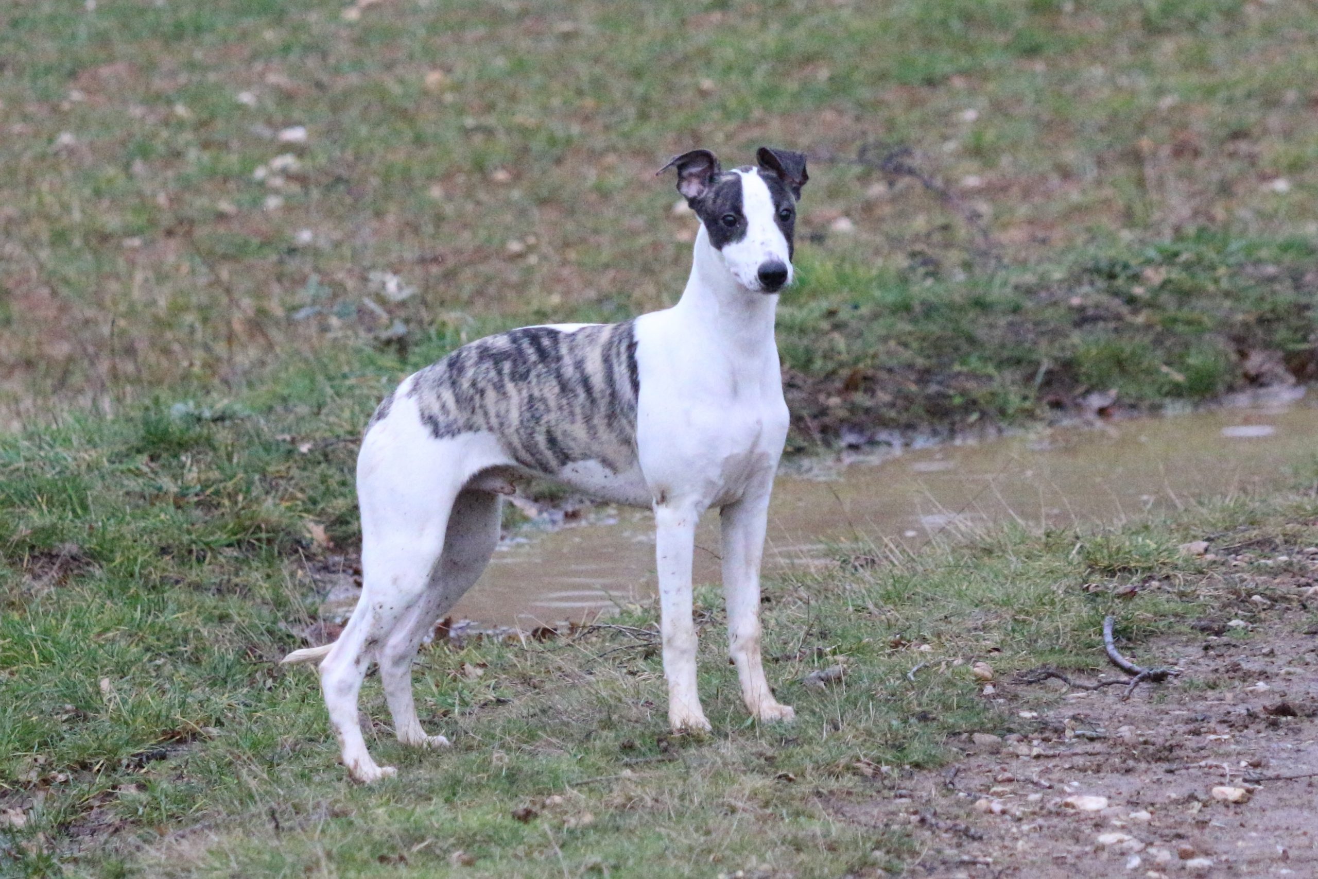 Arrivée de Run To Victory