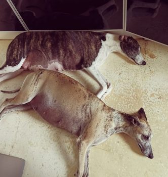 Nos prochaines portées