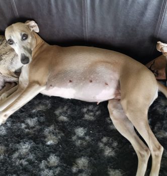 Diva gestante de 1 mois !