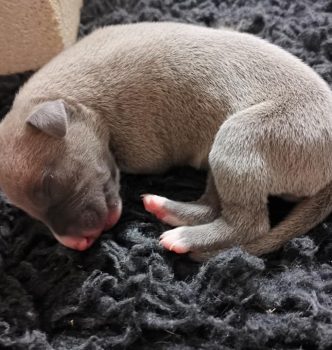 Naissance des bébés de Diva