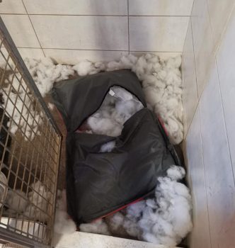 Journal Intime d’un Whippet