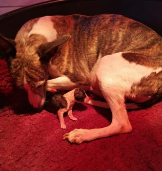 Naissance des bébés de Faya