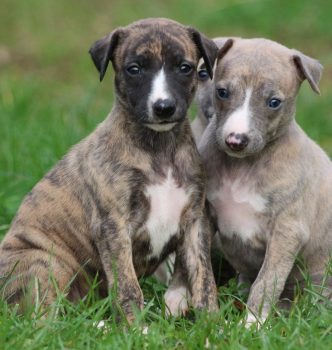 Qu’il fait froid dehors !