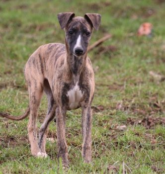 Rule the World of Royal Fragrance