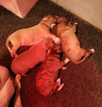 Naissance des bébés de Ode