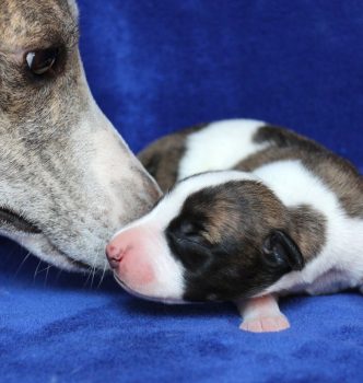 Naissance de 2 petits chiots !