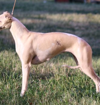 Exposition canine de Dole