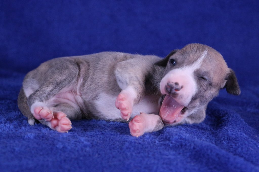 chiot whippet