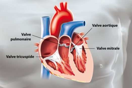 Maladies cardiaques du whippet