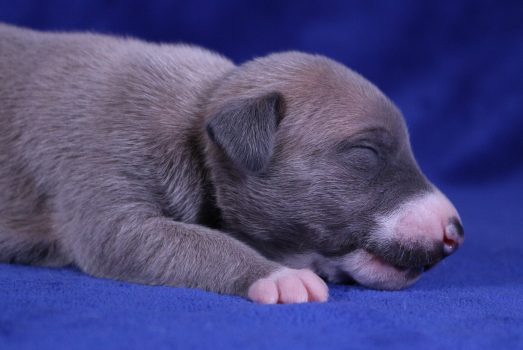 Portée Moose x Sissi