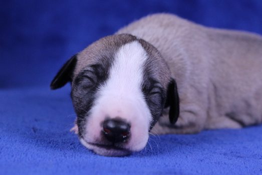 Portée Moose x Maddie