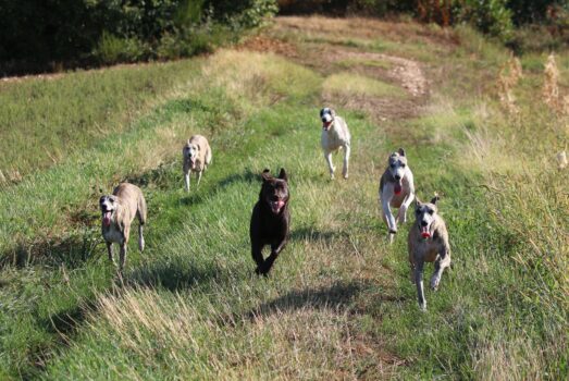 La myélopathie dégénérative