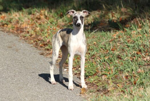 Unforgettable Sweetness of Royal Fragrance