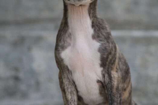 Une Evidence des Alizés de Maelynn – Vivi