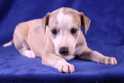 Portée First x Gandhi