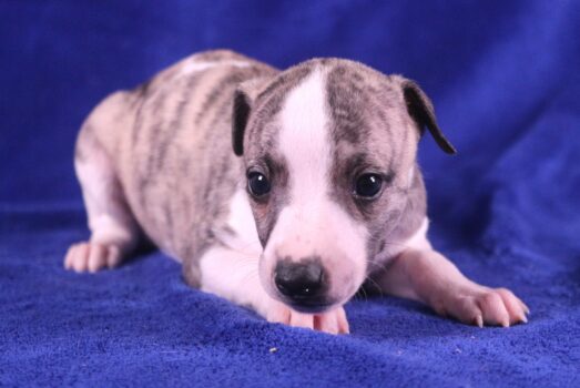 Portée Moose x Senza