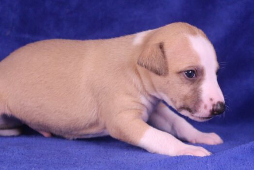 Portée Uriel x Vivi