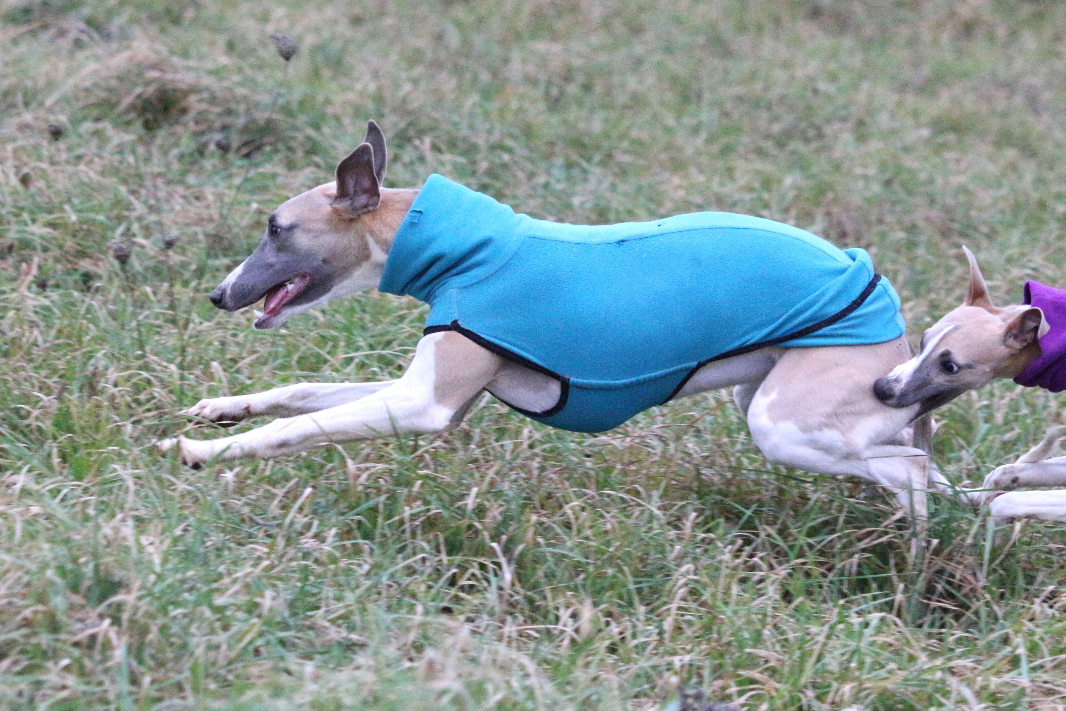 Faut il un jardin ? Une grande maison ?