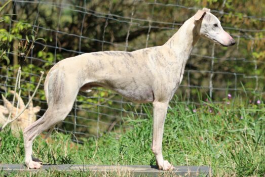 Apollon of Royal Fragrance