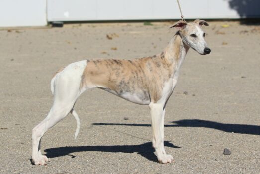 Absolutely Irresistible of Royal Fragrance