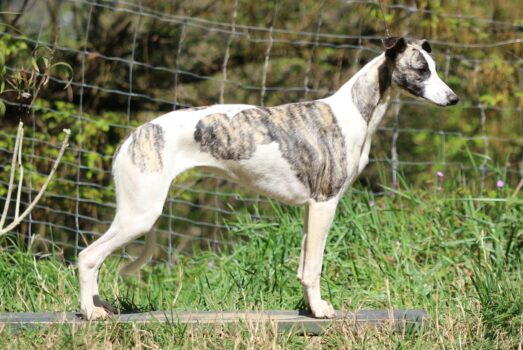 A Black Rose of Royal Fragrance